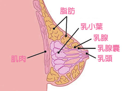 我們的乳房結構